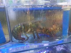 -晶渔坊·海鲜私房菜(东夷小镇店)