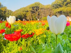 -上海共青森林公园