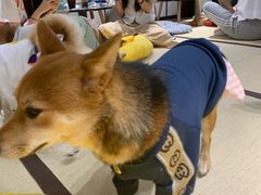 -逗柴咖啡屋·狗咖猫咖宠物桌游
