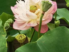 -莲花池公园