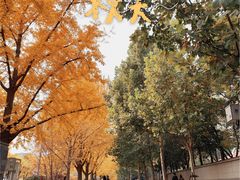 -三里屯东五街银杏大道