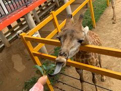 -西霞口神雕山野生动物世界