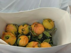 -溪岸路花鸟市场