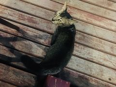 -卷心菜和避孕套餐厅(Pattaya)