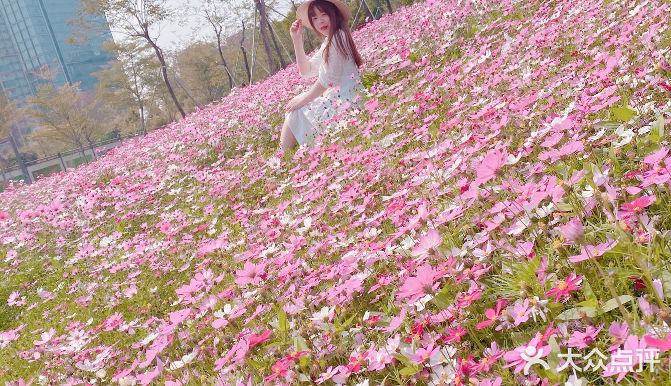 深圳最美格桑花海