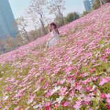 深圳最美格桑花海