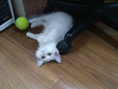 -Bastet sally猫舍购宠(静安店)