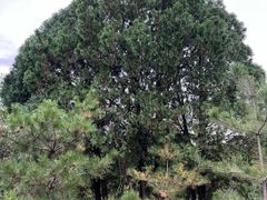 -康陵正德春饼宴26号