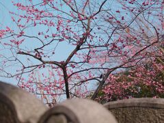-秋霞圃