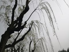 -嘉定紫藤园