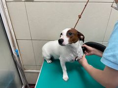 -北京观赏动物医院·24小时大型综合·猫专科·异宠专科