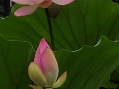 -荔湾湖公园