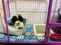 -宠爱多约克夏马尔济斯泰迪小型犬专卖