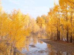-金塔沙漠胡杨林景区