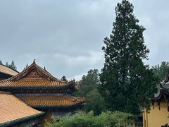 -天目山大树王景区