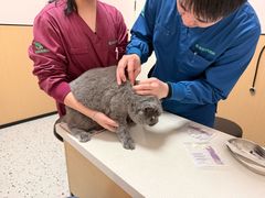 -瑞派康怡24h宠物医院·犬猫医疗中心·微创绝育(瑞景分院)
