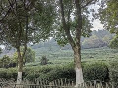 -树山生态村