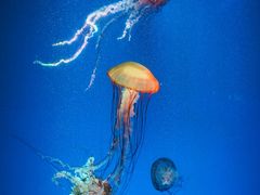 -海合安成都极地海洋公园