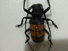 -上海昆虫博物馆