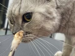 -PETKIT 小佩宠物·低压洗护·美容·寄养(安远店)