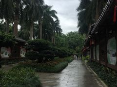 -金花茶公园