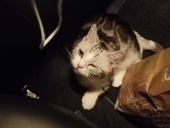 -宠爱国际动物医院·消化内科·心肾内科·ISFM猫友好(望京店)