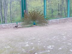 -哈尔滨北方森林动物园