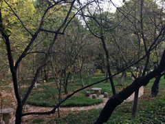 -武汉大学-樱园