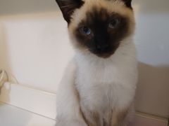 -喜多萌中农锦绣动物医院24H·猫科·牙科MRI·CT