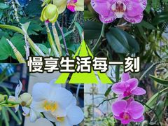 -东莞植物园