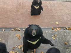 -西霞口神雕山野生动物世界