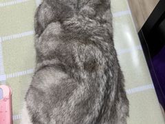 -美联众合动物医院·内科·皮肤科·外科(古城分院)