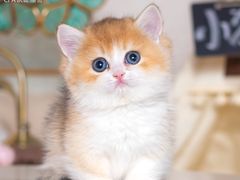 -小猫来了·猫舍(红山六九七九店)