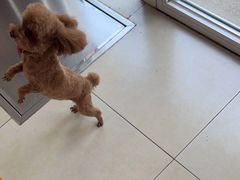 -宠福鑫康馨动物医院·骨科·眼科