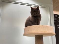 -安格丽娜·狗咖·猫咖羊驼咖(春熙路百盛商场店)