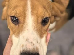 -有喵·猫咖·狗咖·40+猫狗有小奶狗(岗厦店)