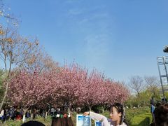-西安青龙寺遗址景区