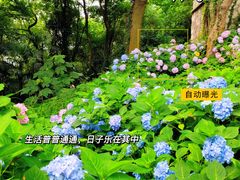 -惠山国家森林公园