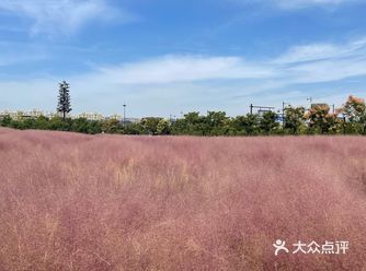 每次9月下旬是和粉色棉花糖重逢的日子