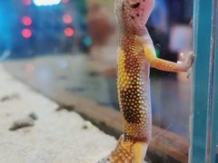 -绿色星球动物主题公园