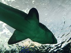-瑞普利水族馆