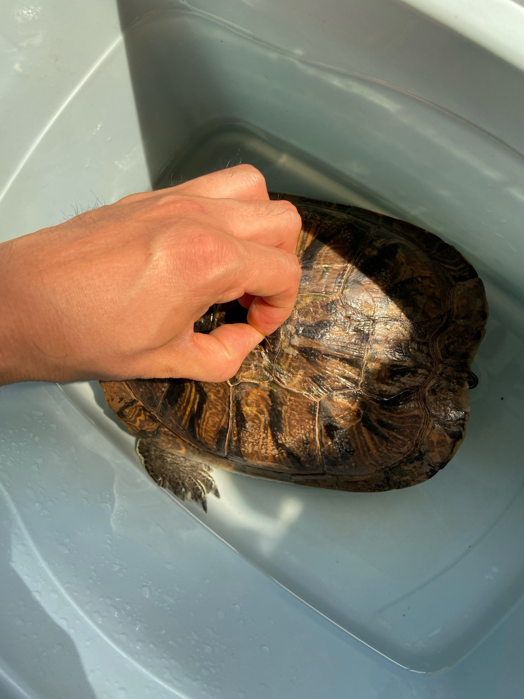 龟龟蜕壳全过程gif直击】🐢💥