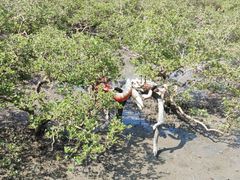 -北海金海湾红树林生态旅游区