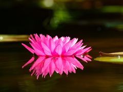 -桐乡植物园