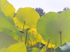 -小王府(什刹海店)