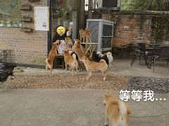 -柴犬高等学院·狗咖·柴犬售卖·宠物训练