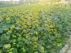 -前关湿地公园