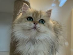 -十月米努特矮脚猫舍