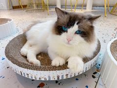 -喵喵咪呀布偶猫咖(春熙路店)