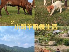 -大姆山草场